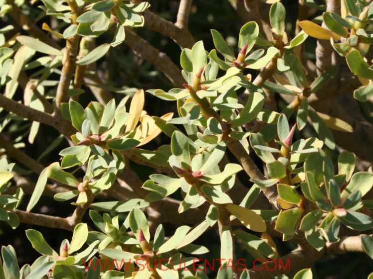 SuculentasEuphorbiaceae Euphorbia balsamiferaAiton1789