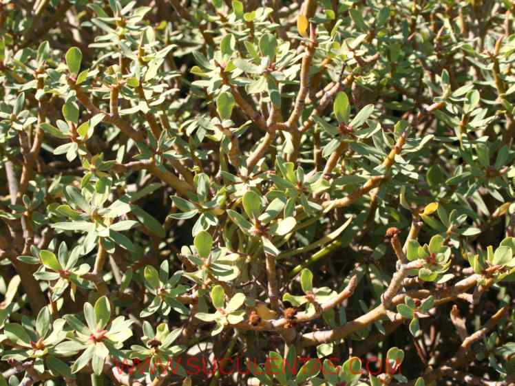 SuculentasEuphorbiaceae Euphorbia balsamiferaAiton1789