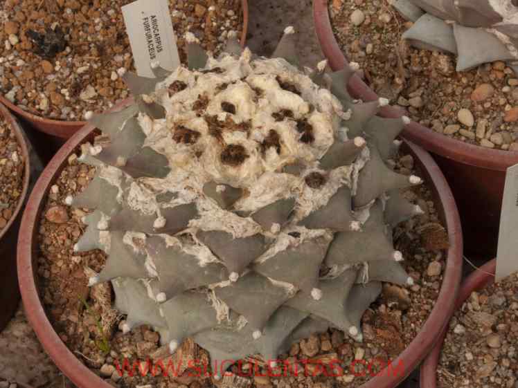 SuculentasCactaceae Cactoideae Cacteae Ariocarpus retususScheidweiler 1938