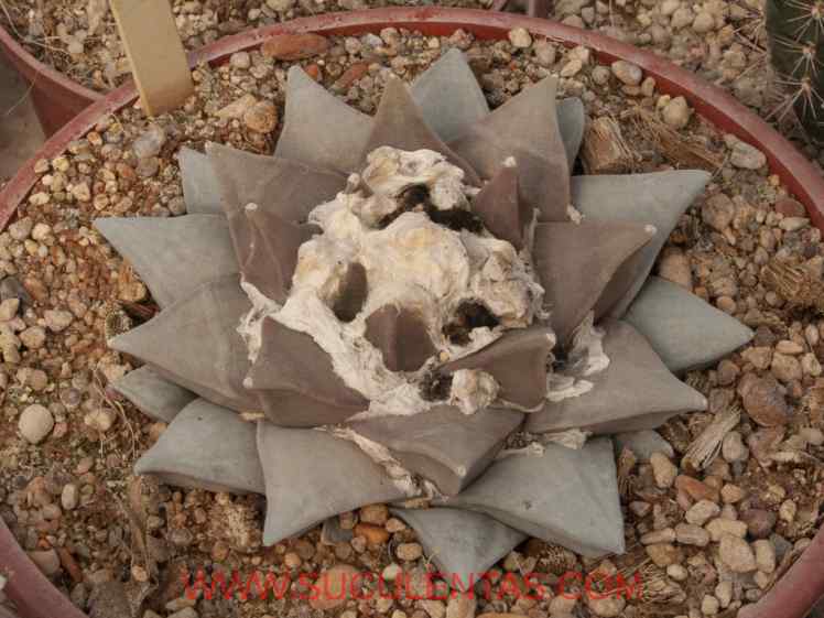 SuculentasCactaceae Cactoideae Cacteae AriocarpusScheidw.  1938