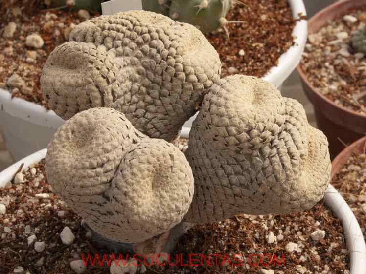 SuculentasEuphorbiaceae Euphorbia piscidermisM.G.Gilbert1974