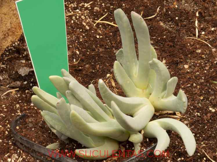 SuculentasAizoaceae Cheiridopsis denticulata(Haw.) N.E.Br.1926.