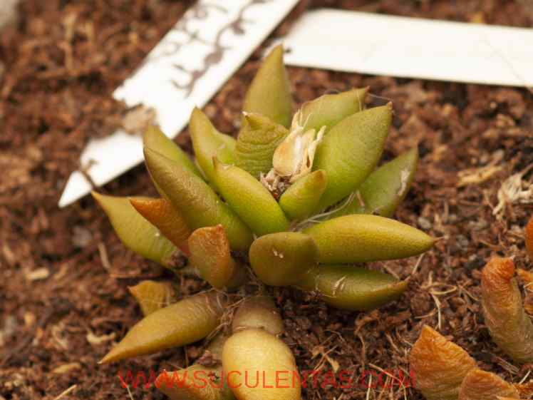 SuculentasPortulacaceae Anacampseros lanceolata(Haw.) Sweet1826