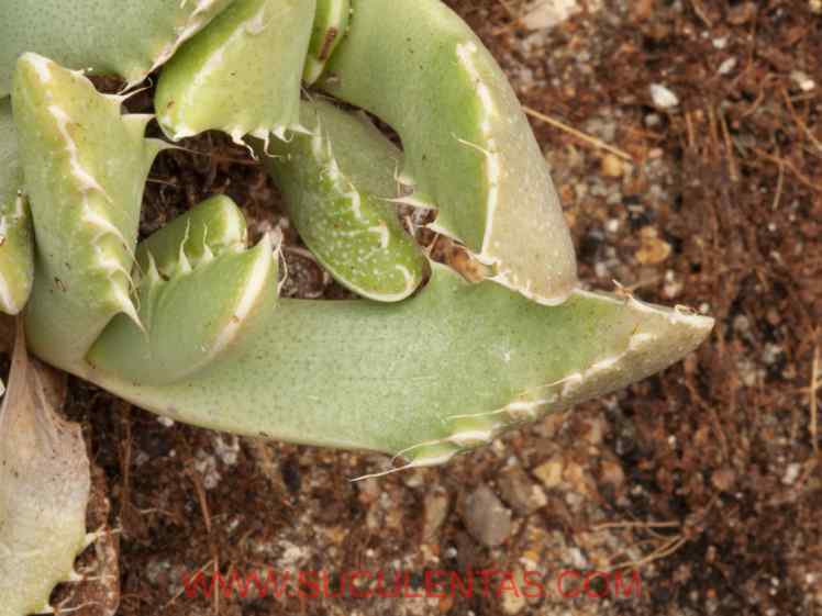 SuculentasAizoaceae Faucaria tigrina(Haw.) Schwantes1926.