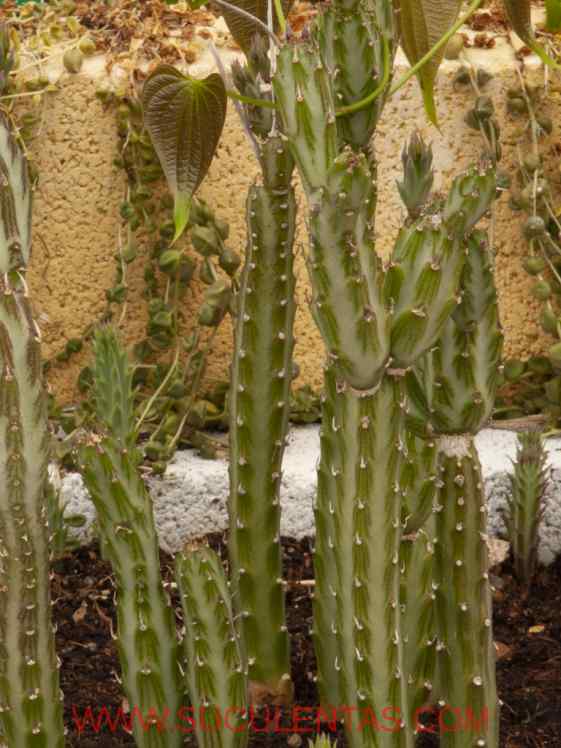 SuculentasAsteraceae Senecio stapeliformis