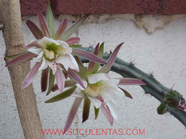 SuculentasCactaceae Cactoideae Cereeae Cereus spegazziniiF. A. C. Weber 1899