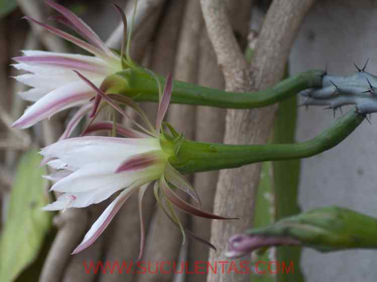 SuculentasCactaceae Cactoideae Cereeae Cereus spegazziniiF. A. C. Weber 1899