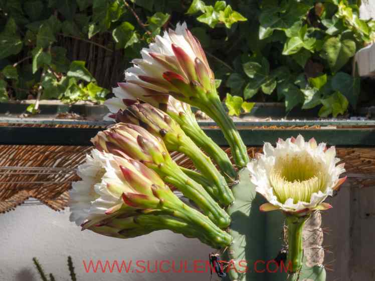 SuculentasCactaceae Cactoideae Cereeae Cereus jamacaruA. P. de Candolle 1828