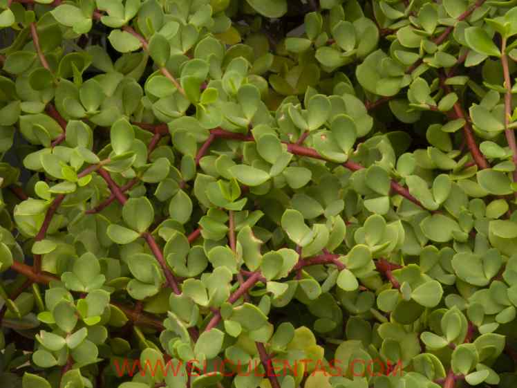 SuculentasCrassulaceae Crassula obovataHaw.1819