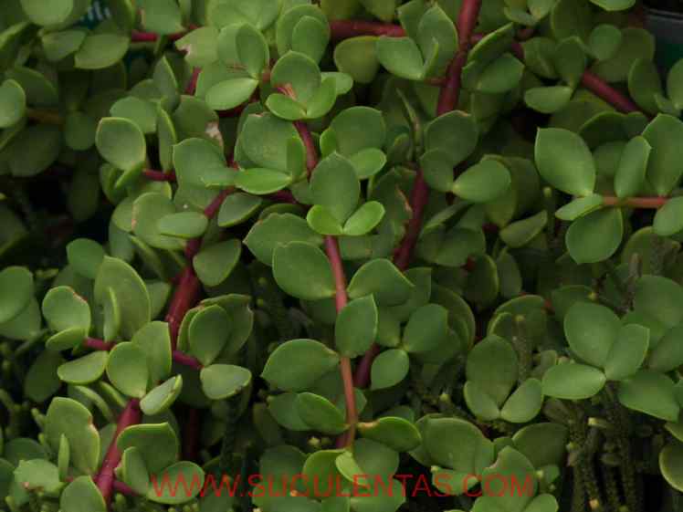 SuculentasCrassulaceae Crassula obovataHaw.1819