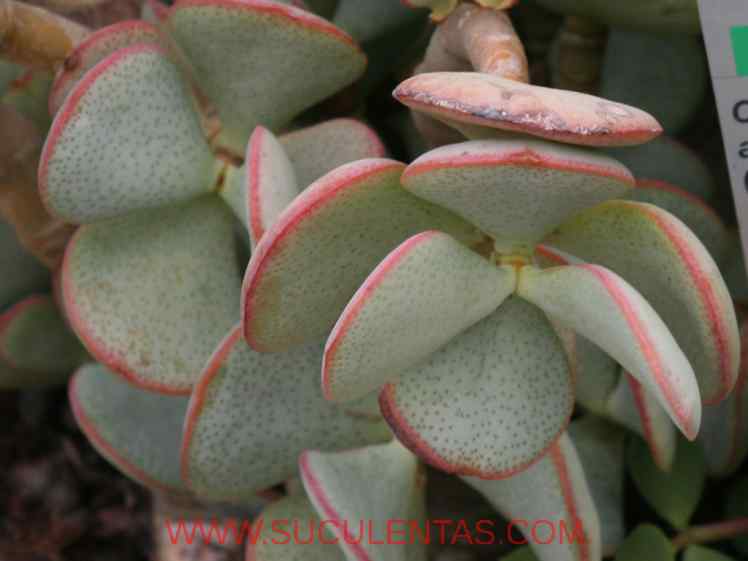 SuculentasCrassulaceae Crassula arborescensWilld.1798