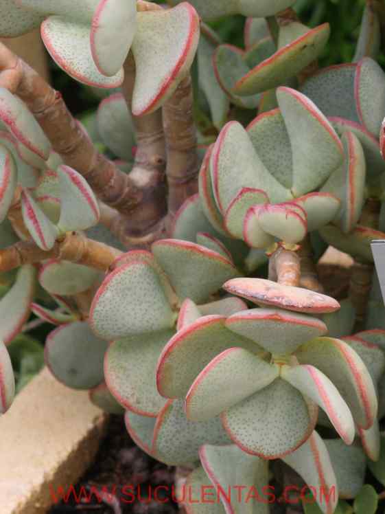 SuculentasCrassulaceae Crassula arborescensWilld.1798