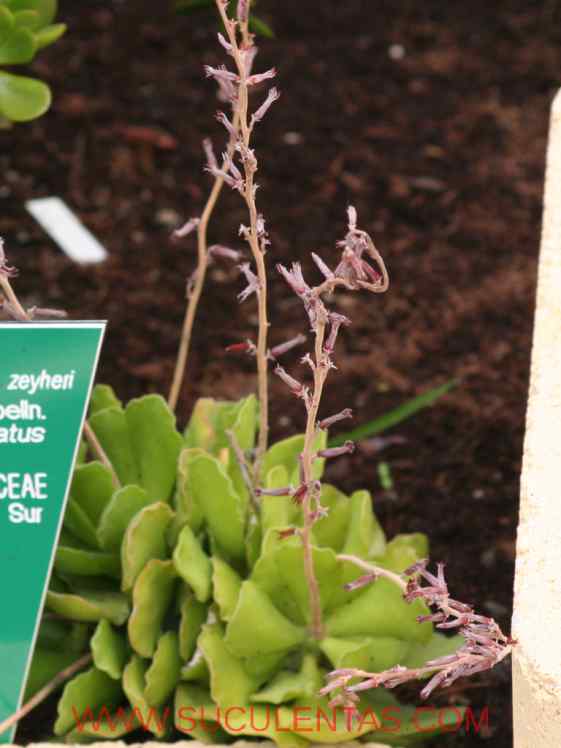 SuculentasCrassulaceae Adromischus cristatus Var zeyheri(Harv.) Toelken 1978
