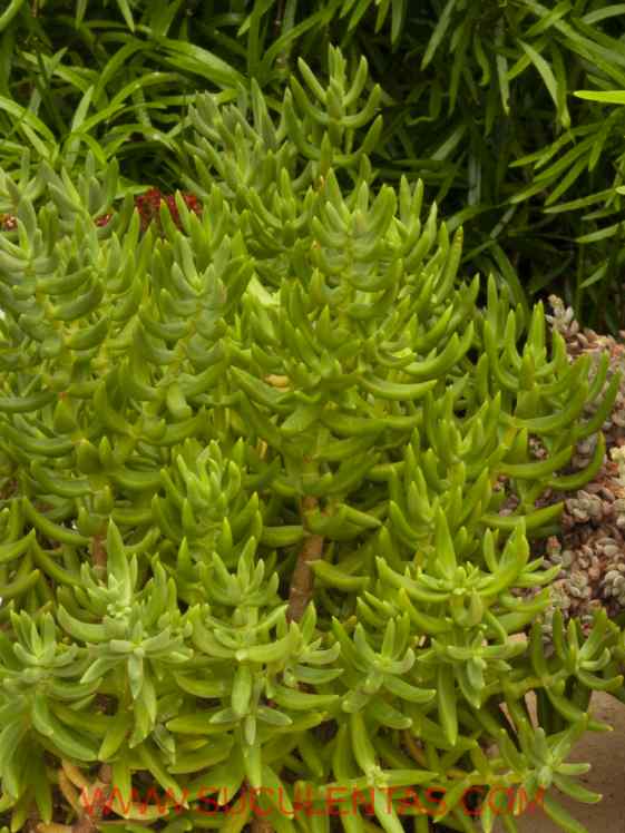 SuculentasCrassulaceae Crassula tetragonaL.1753
