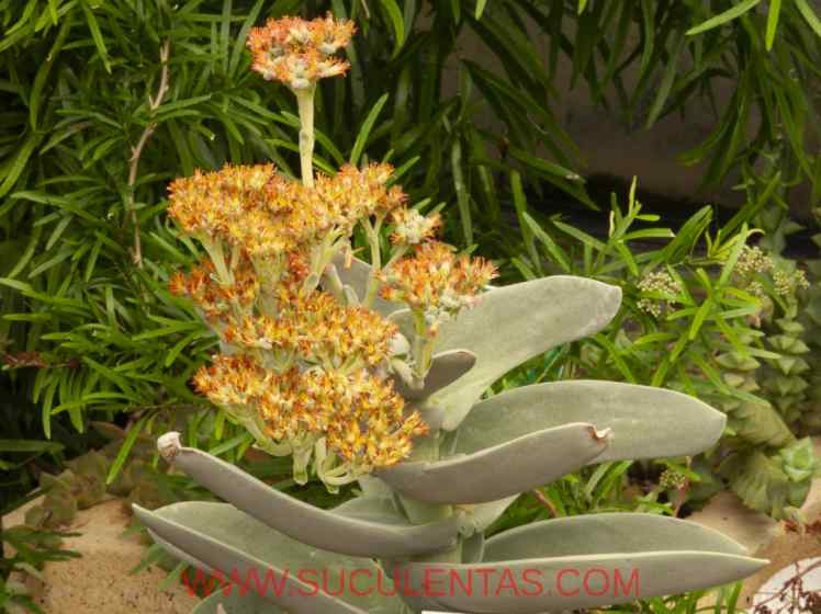SuculentasCrassulaceae Crassula falcataWendl.