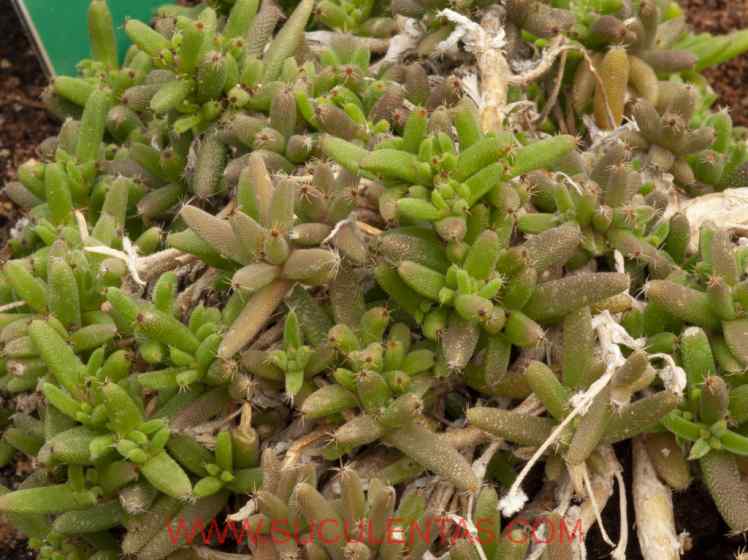 SuculentasAizoaceae Trichodiadema densumSchwantes 1926