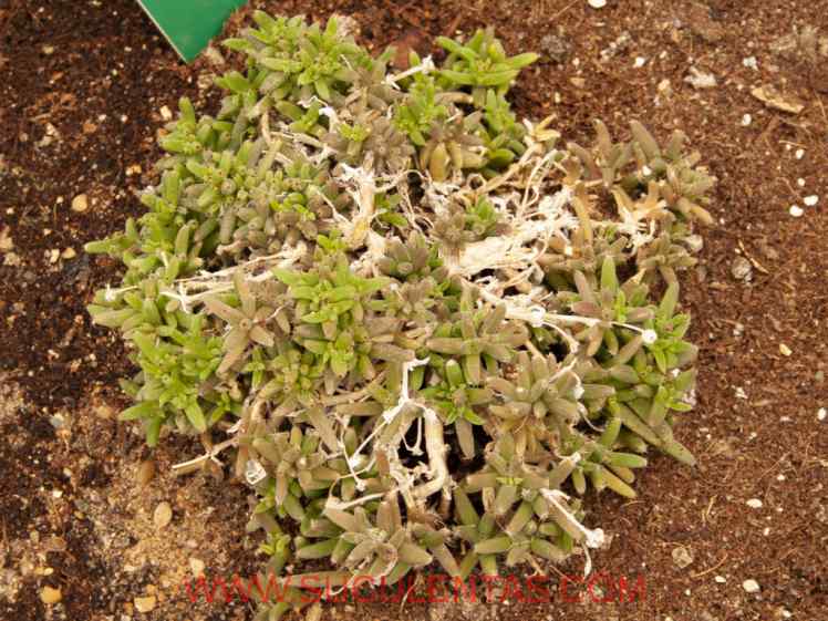 SuculentasAizoaceae Trichodiadema densumSchwantes 1926