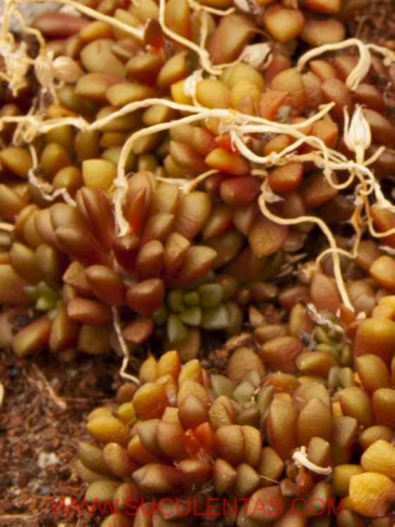 SuculentasPortulacaceae Anacampseros rufescens(Haw.) Sweet1826