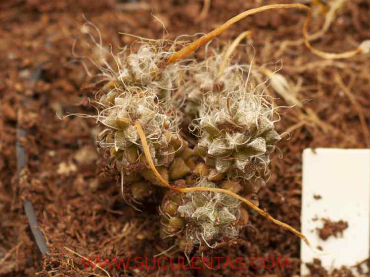 SuculentasPortulacaceae Anacampseros arachnoides(Haw.) Sims1811