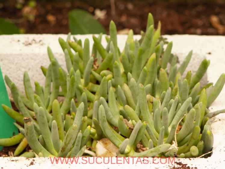 SuculentasAizoaceae Cylindrophyllum comptoniiL.Bolus1932.