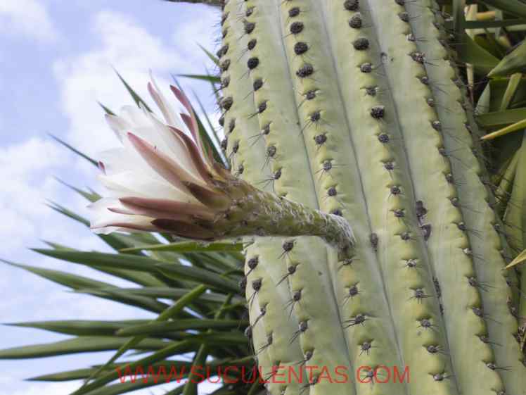 SuculentasCactaceae Cactoideae Trichocereeae Leucostele Spp terscheckii