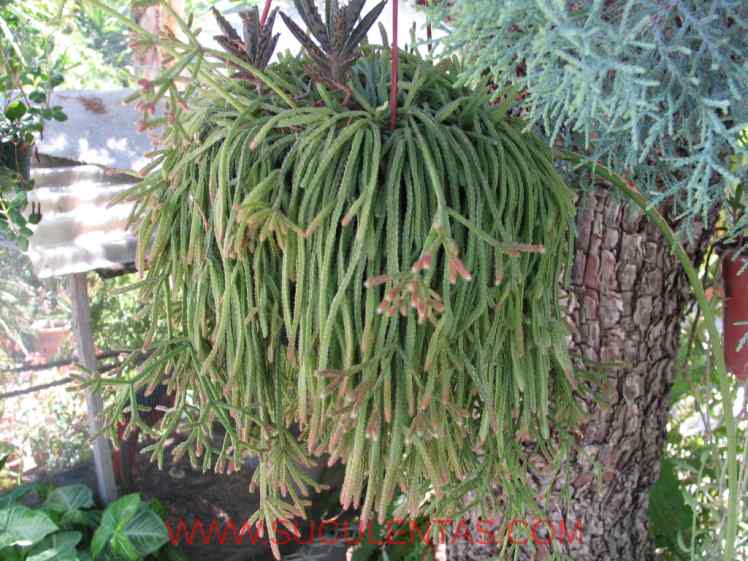 SuculentasCactaceae Cactoideae Rhipsalideae Rhipsalis baccifera Spp horrida(Baker) Barthlott 1987