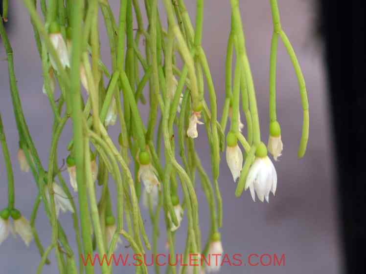 SuculentasCactaceae Cactoideae Rhipsalideae Rhipsalis campos-portoanaLoefgren 1918