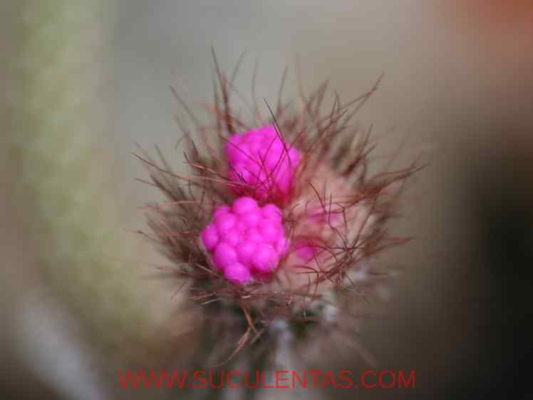 SuculentasCactaceae Cactoideae Cereeae Arrojadoa penicillata(Gürke) Britton & Rose 1920