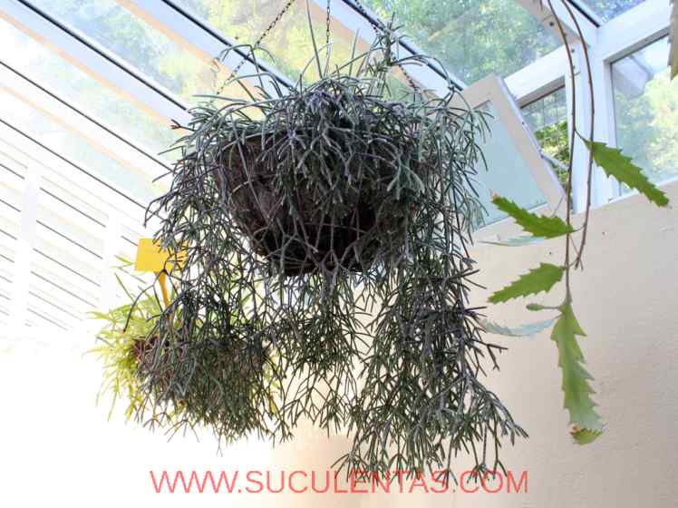 SuculentasCactaceae Cactoideae Rhipsalideae Rhipsalis pilocarpaLoefgren 1903