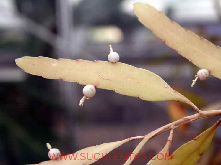 SuculentasCactaceae Cactoideae Rhipsalideae Rhipsalis ramulosaPfeiff