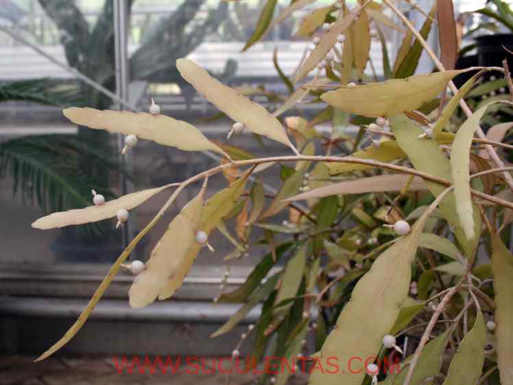 SuculentasCactaceae Cactoideae Rhipsalideae Rhipsalis ramulosaPfeiff