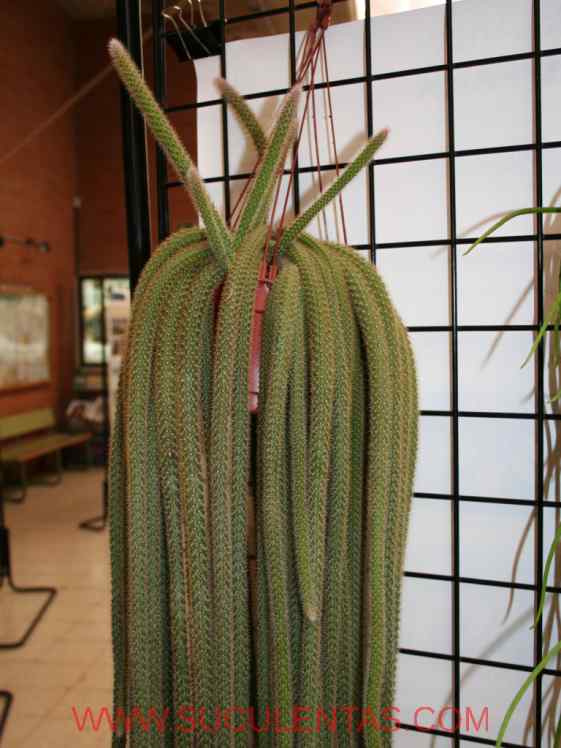 SuculentasCactaceae Cactoideae Hylocereeae Aporocactus flagelliformis(L.) Lem.1860.