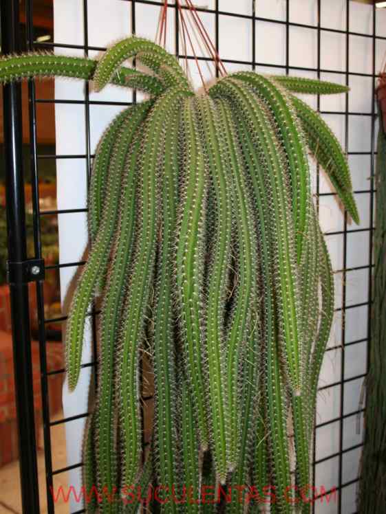 SuculentasCactaceae Cactoideae Hylocereeae Aporocactus martianus(Zucc. ex Pfeiff.) Britton & Rose