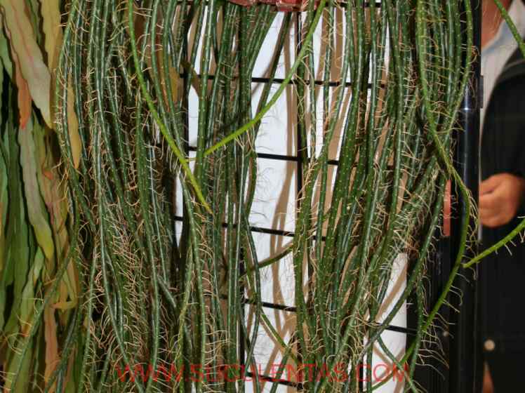 SuculentasCactaceae Cactoideae Rhipsalideae LepismiumPfeiffer  1835