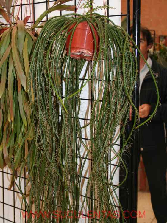 SuculentasCactaceae Cactoideae Rhipsalideae Lepismium lumbricoides(Lemaire) Barthlott 1987