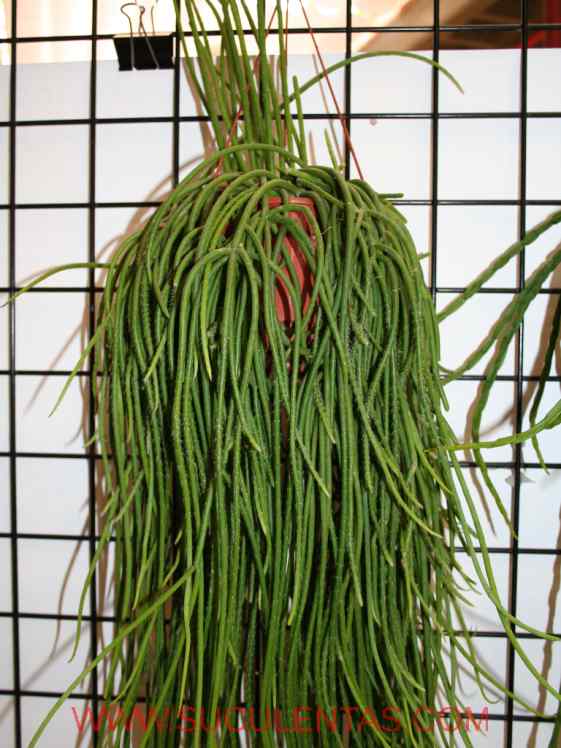 SuculentasCactaceae Cactoideae Rhipsalideae Rhipsalis teres(Vellozo) Steudel 1841