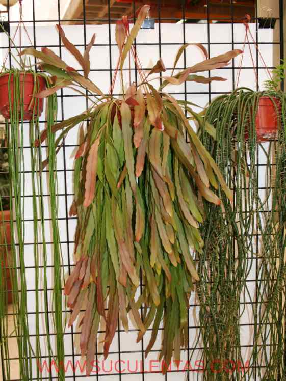 SuculentasCactaceae Cactoideae Rhipsalideae Rhipsalis ramulosaPfeiff
