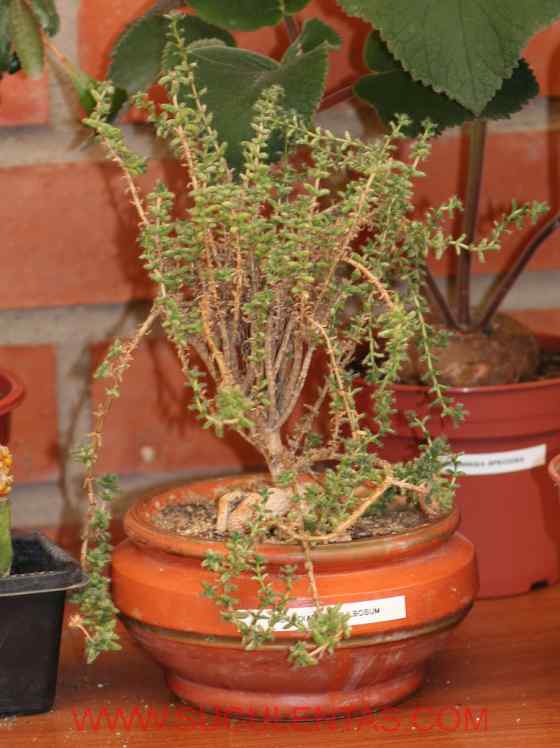 SuculentasAizoaceae Trichodiadema bulbosumSchwantes 1926