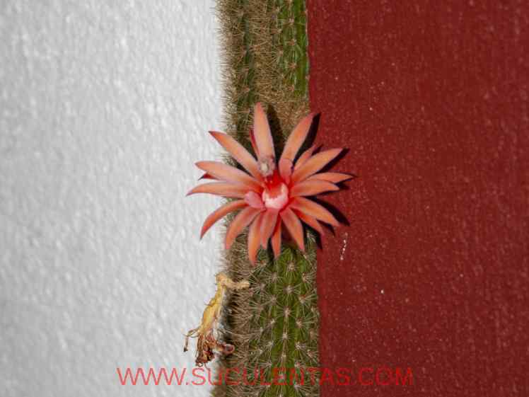 SuculentasCactaceae Cactoideae Trichocereeae Cleistocactus winteriD. R. Hunt 1988