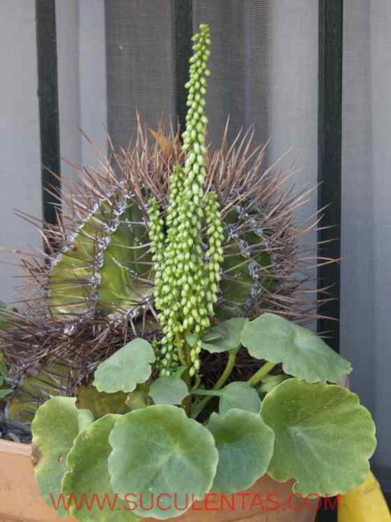 SuculentasCrassulaceae Umbilicus rupestris(Salisb) Dandy & Rib 1948
