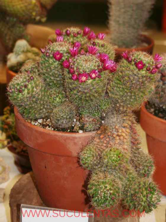 SuculentasCactaceae Cactoideae Cacteae Mammillaria erythrospermaBoedeker 1918