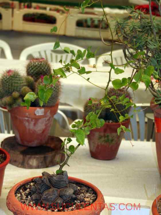 SuculentasDioscoreaceae Dioscorea elephantipesEngl.1908