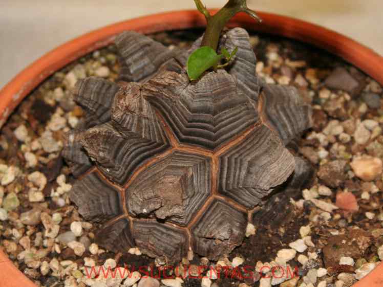 SuculentasDioscoreaceae Dioscorea elephantipesEngl.1908