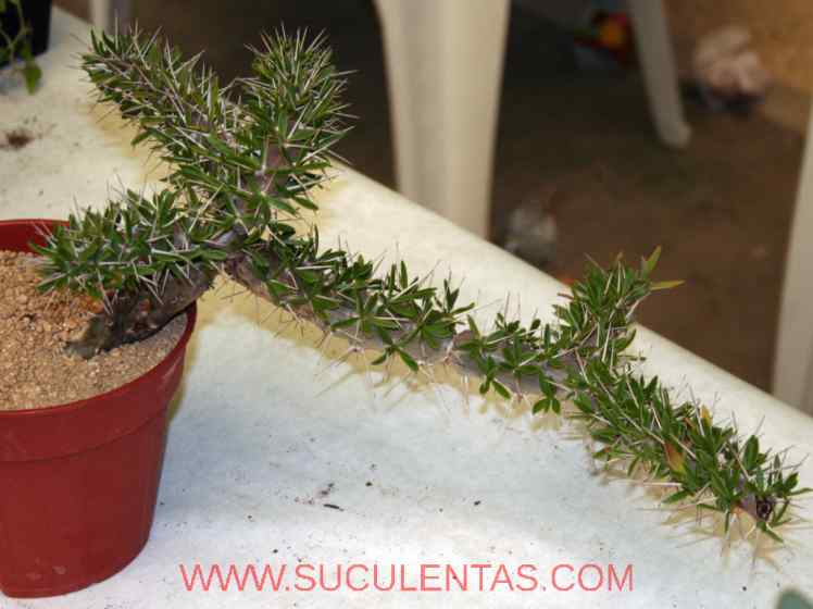 SuculentasDidiereaceae Didierea trollii