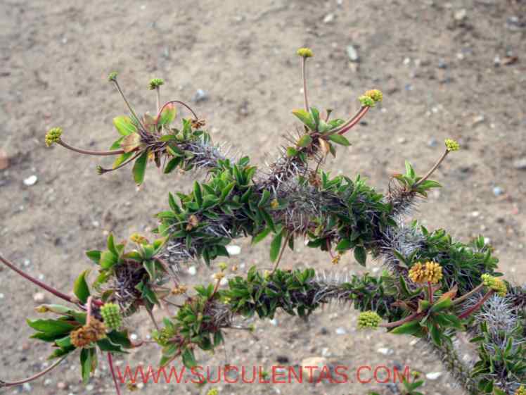 SuculentasEuphorbiaceae Euphorbia miliiDes Moul.1826