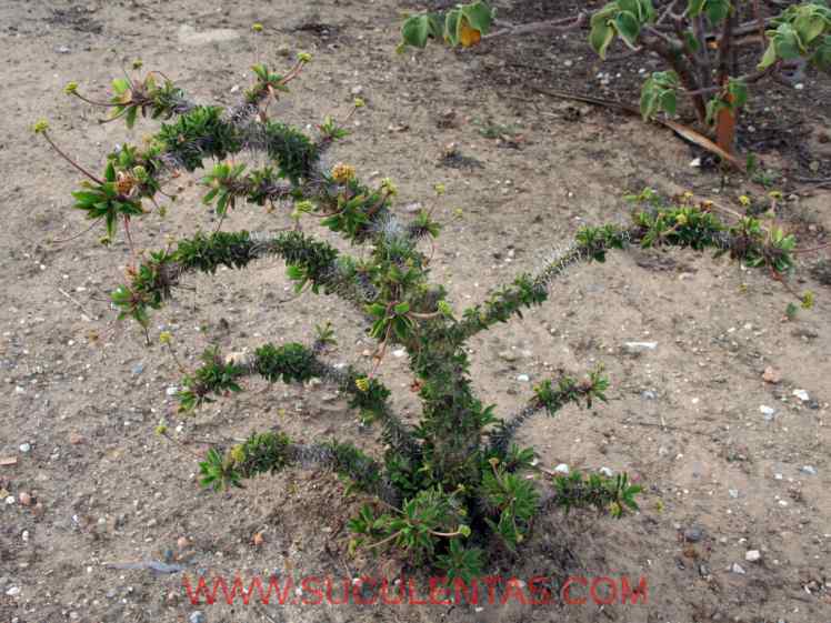 SuculentasEuphorbiaceae Euphorbia miliiDes Moul.1826