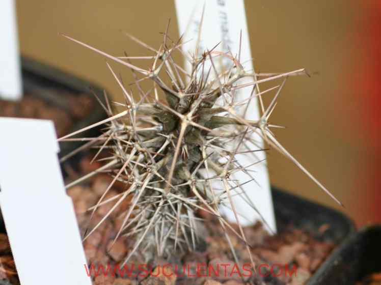 SuculentasDidiereaceae Didierea madagascariensisBaill.1880