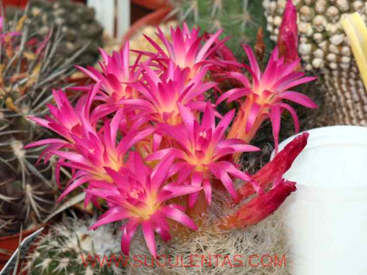 SuculentasCactaceae Cactoideae Notocacteae Eriosyce senilis(Backeberg) Kattermann 1994