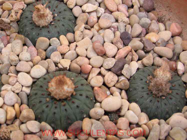 SuculentasCactaceae Cactoideae Notocacteae Frailea castaneaBackeberg  1935