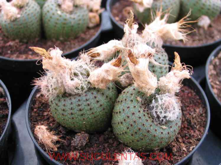 SuculentasCactaceae Cactoideae Notocacteae Frailea phaeodisca(Spegazzini) Y. Ito 1957